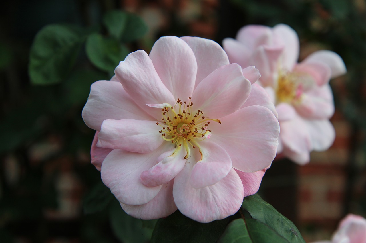 pink  pink rose  rosebush free photo