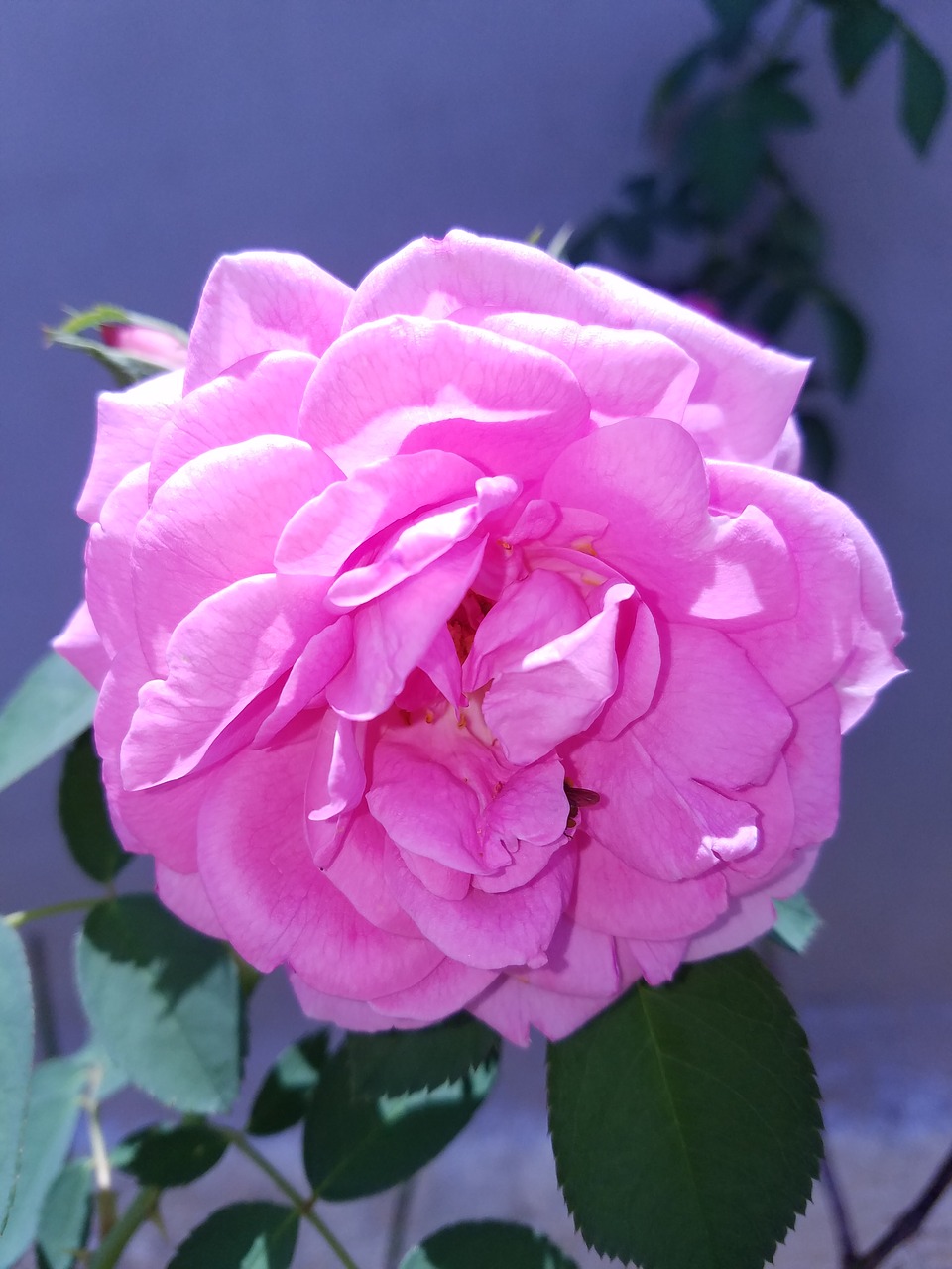 pink  rose  flower free photo