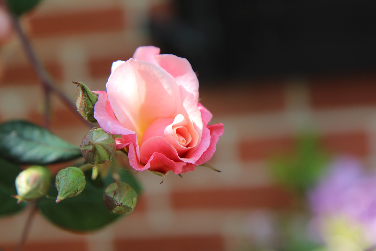 pink  rose bud  pink rose free photo