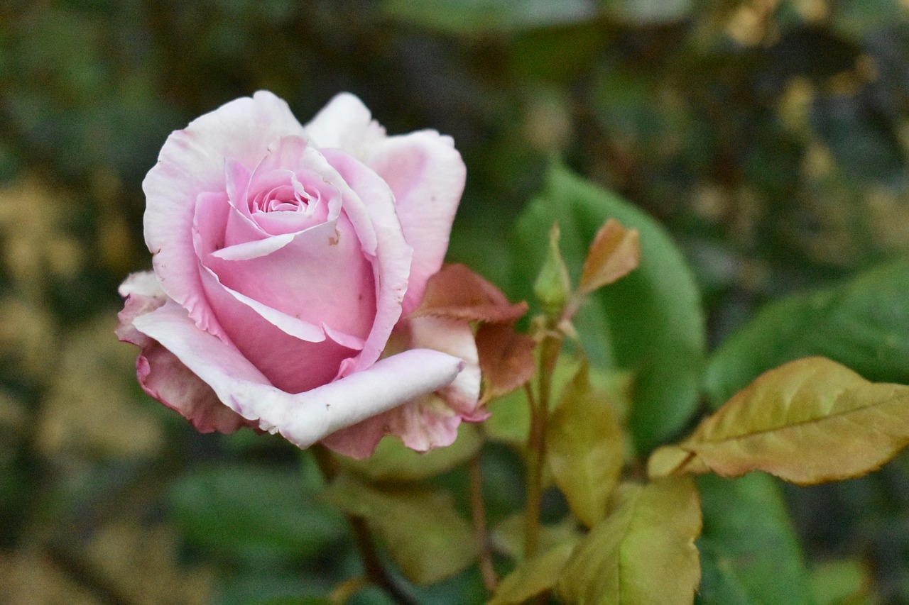 pink  rose  flower free photo