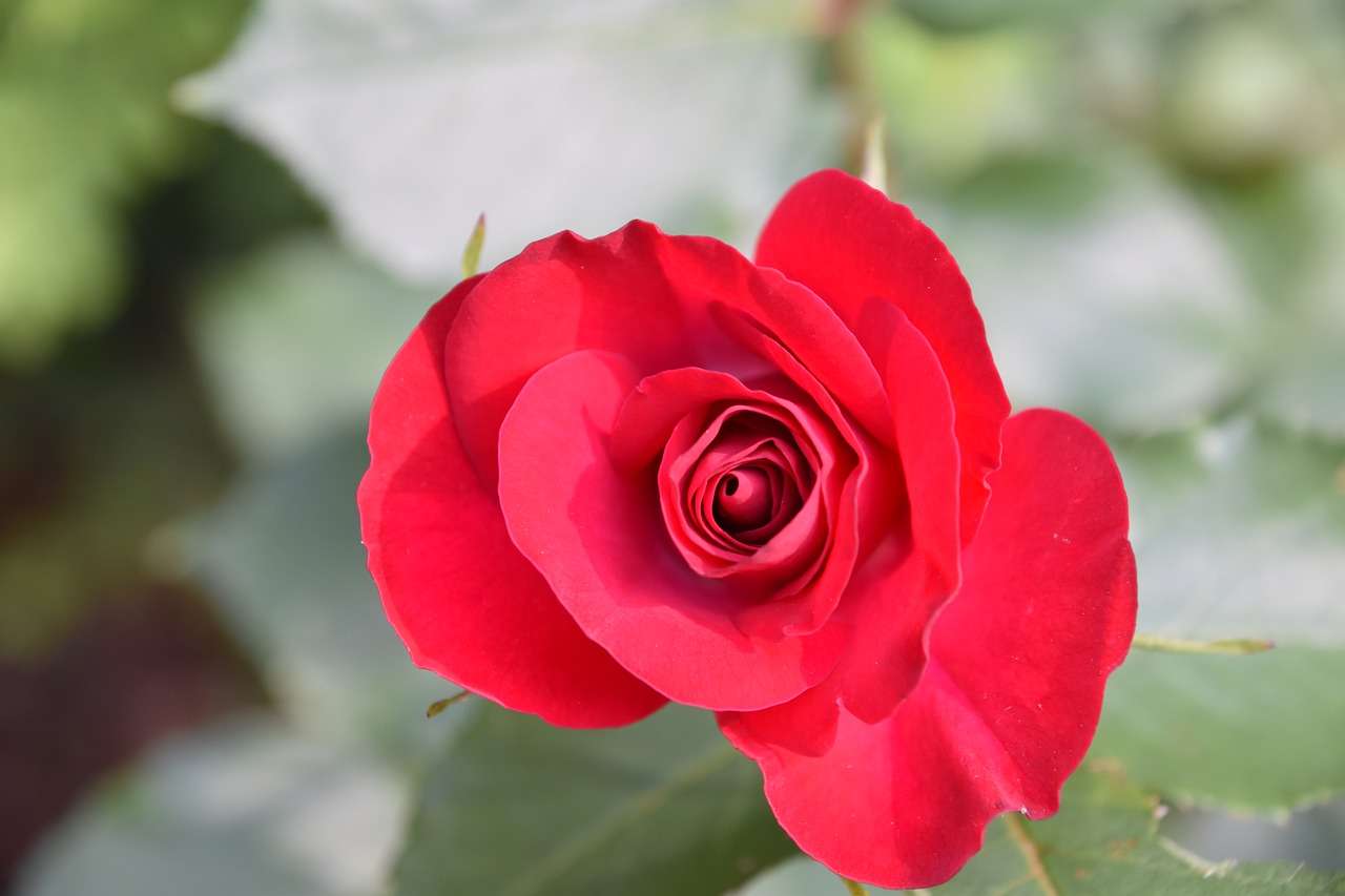 pink  garden  flower free photo