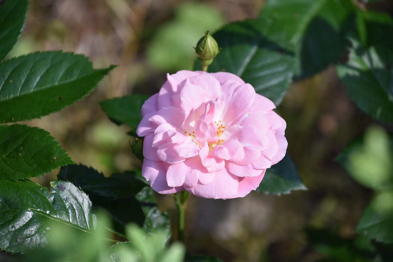 pink  rosebush  bud free photo
