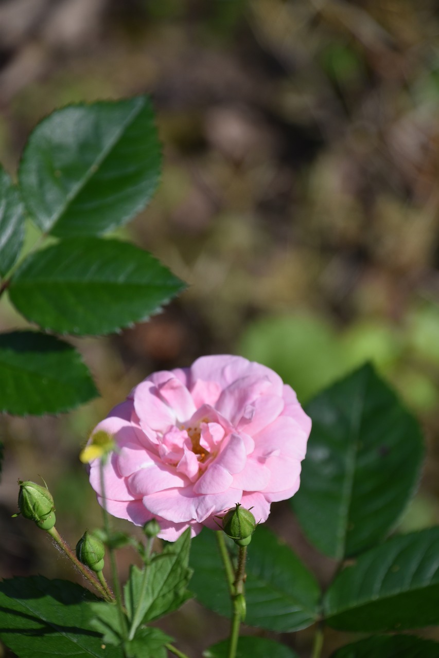 pink  rosebush  pale pink free photo