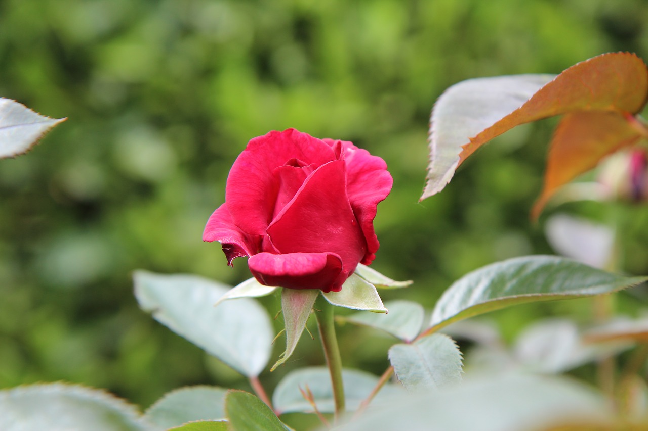 pink  red rose  rosebush free photo