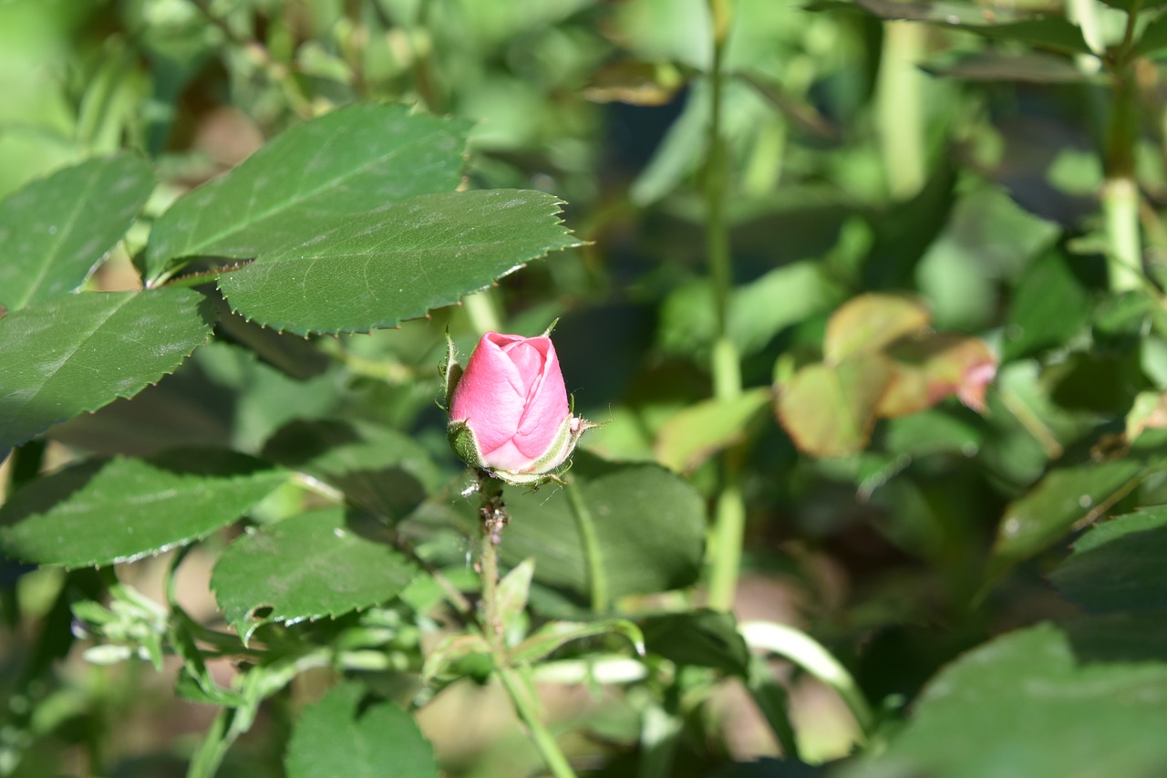 pink  nature  garden free photo