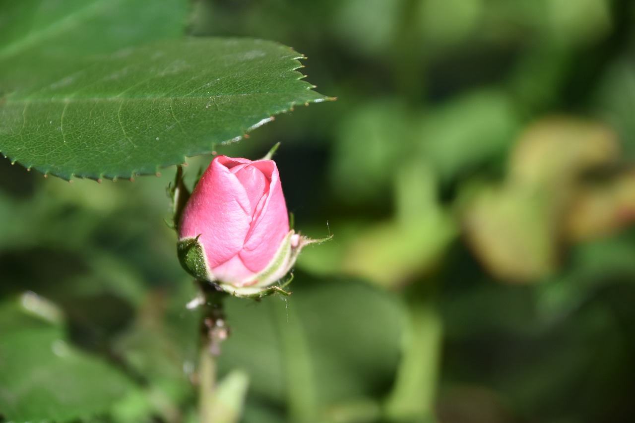 pink  flower  rosebush free photo