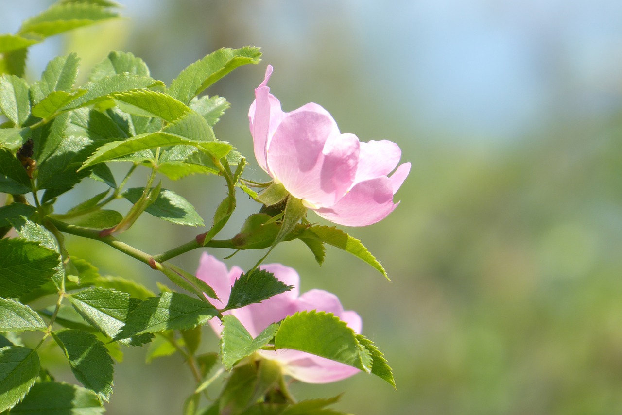 pink  flower  flowering free photo