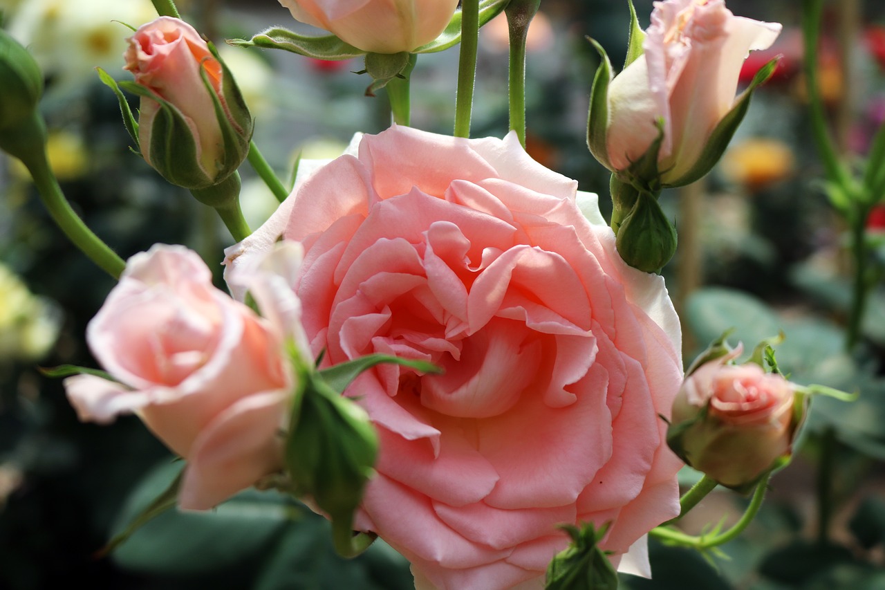 pink  flowers  yellow free photo