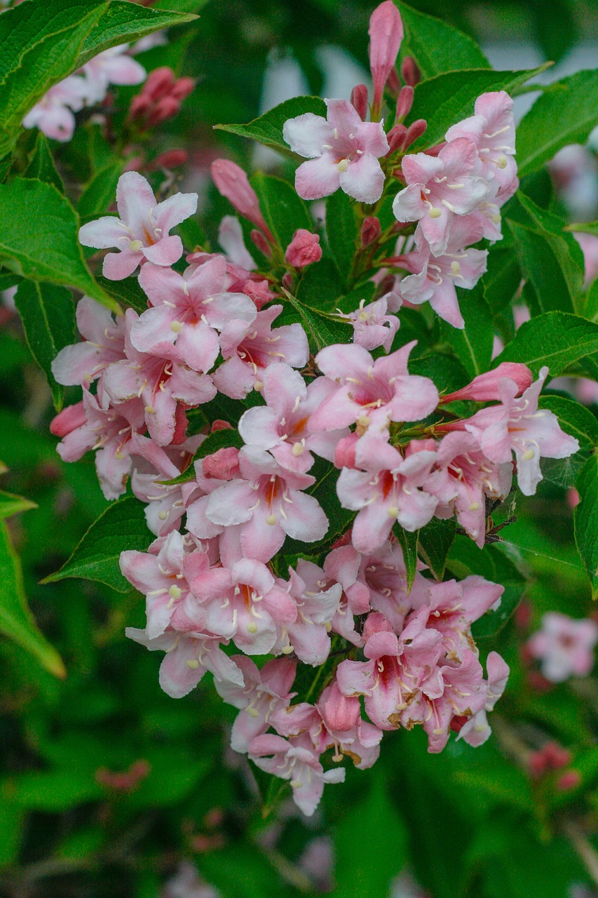 pink  flower  green free photo