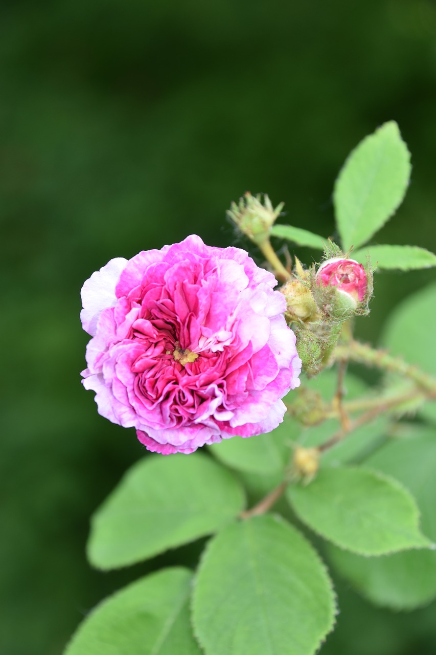 pink  flower  plant free photo