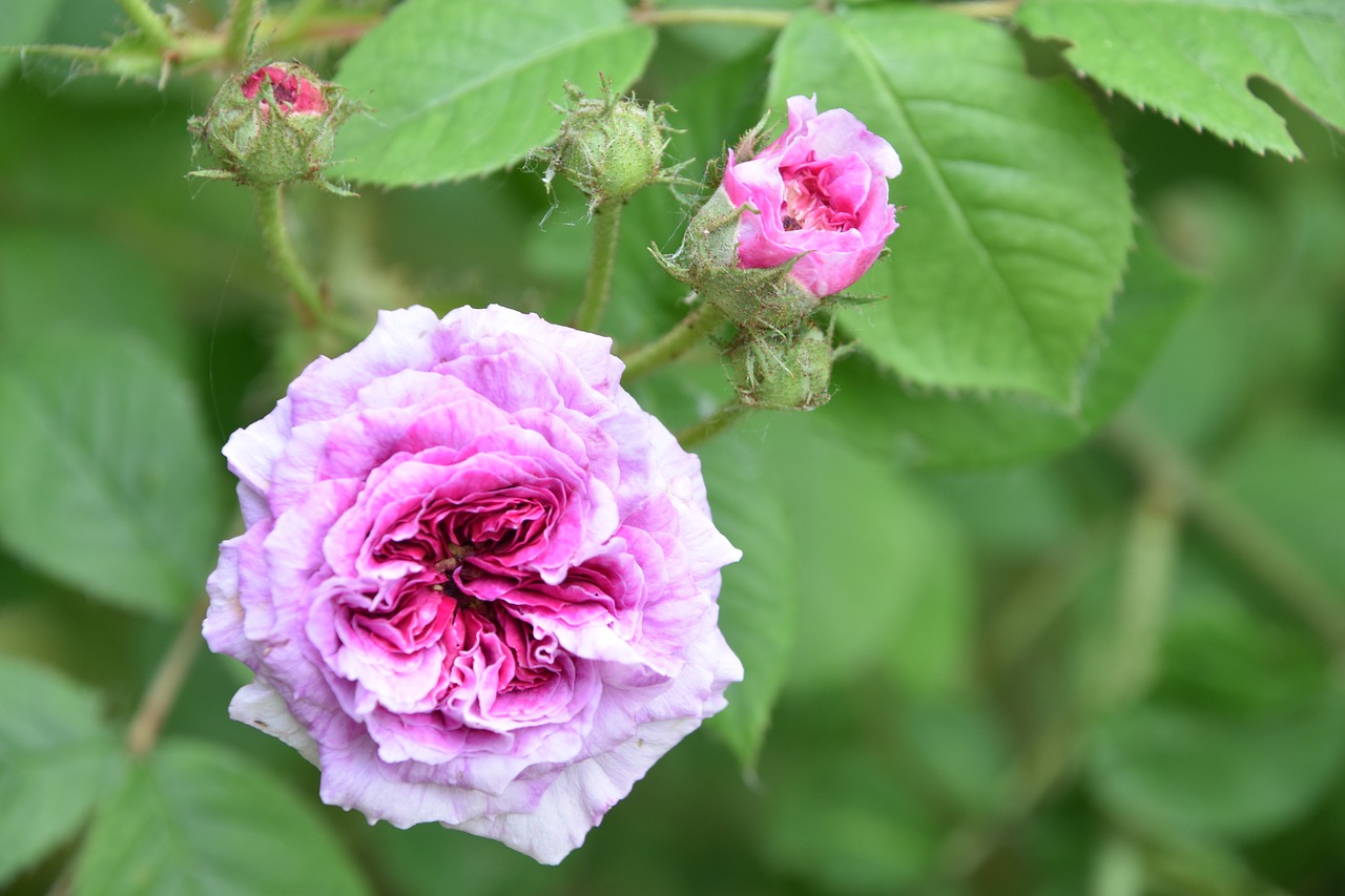 pink  flower  plant free photo