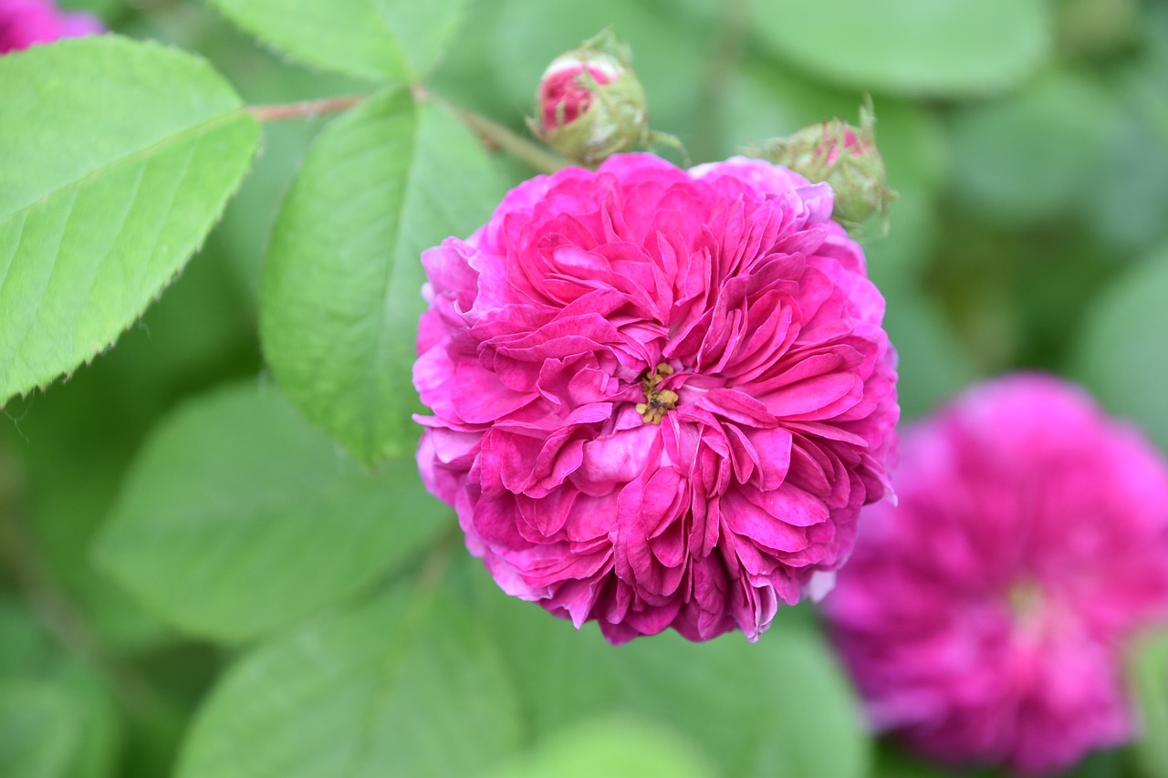 pink  flower  plant free photo