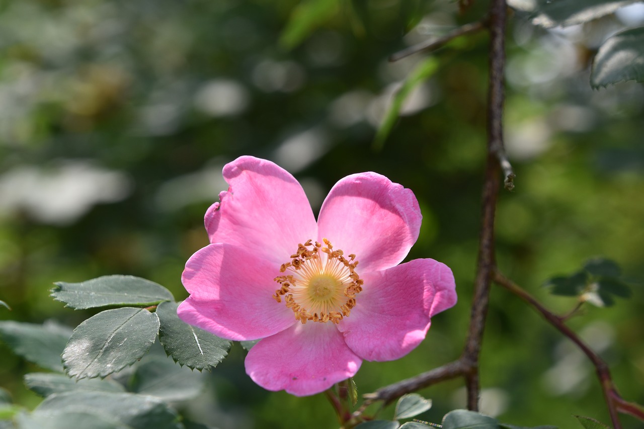 pink  flower  plant free photo