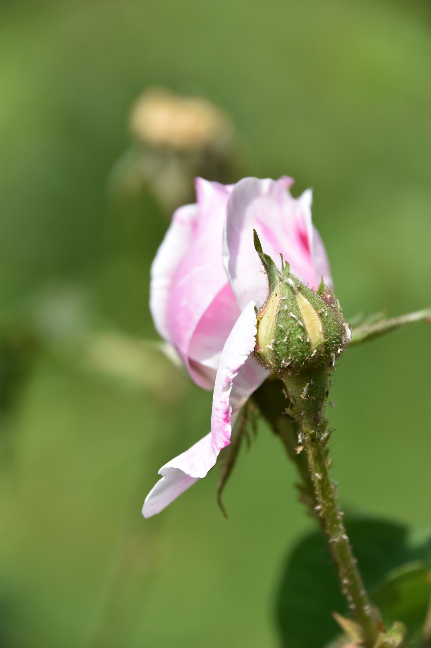 pink  flower  plant free photo