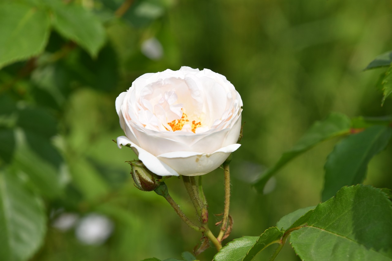 pink  flower  plant free photo