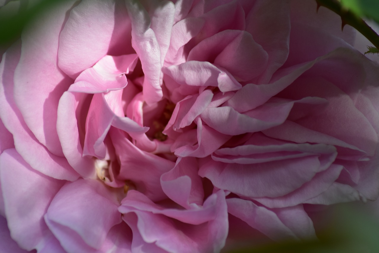 pink  rose  flower free photo