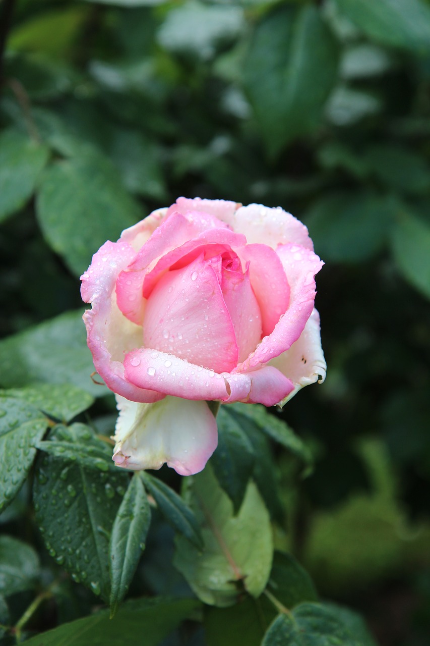 pink  rosebush  pink rose free photo