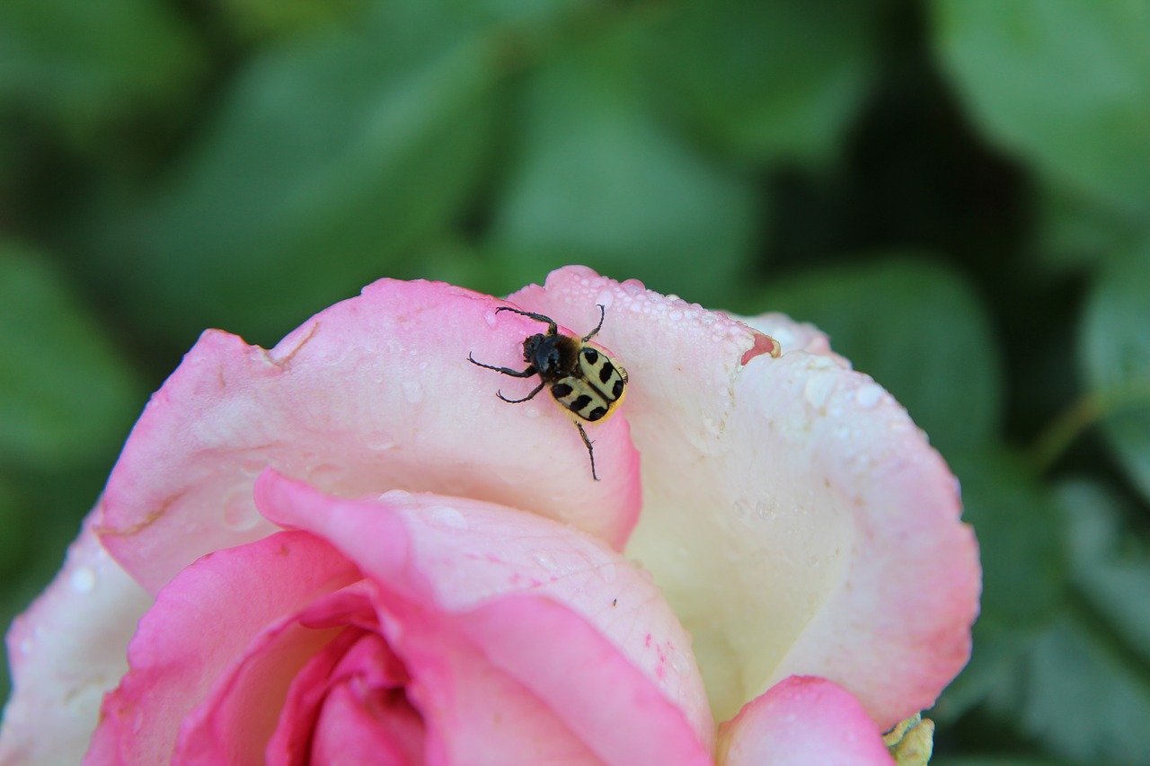 pink  insect  rosebush free photo