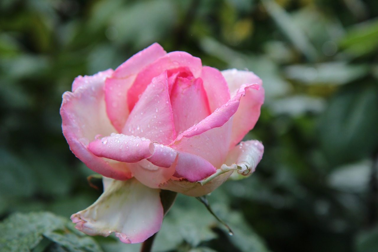 pink  pink rose  rosebush free photo