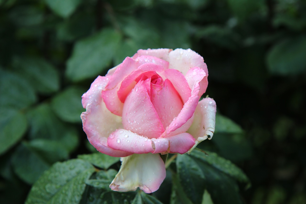 pink  pink rose  rosebush free photo