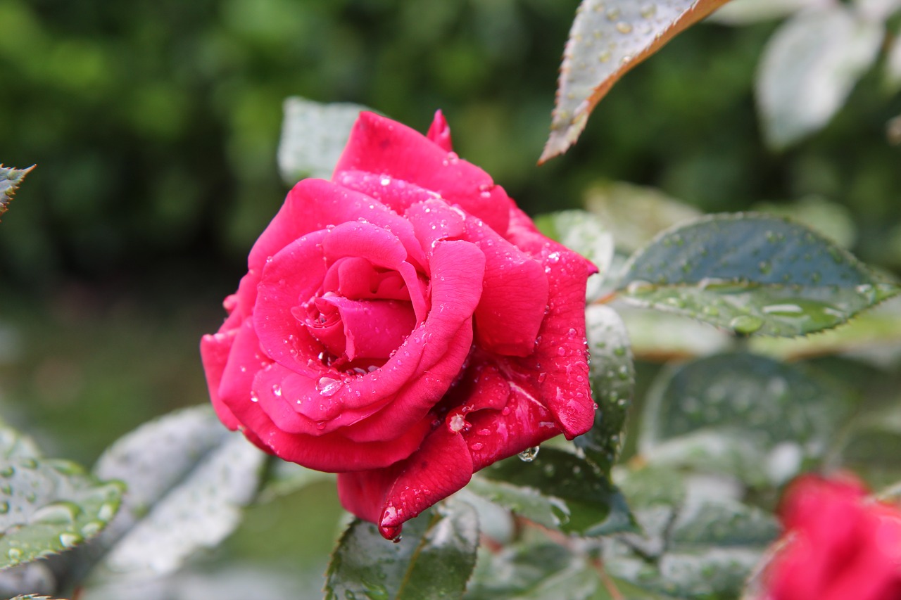 pink  red rose  rosebush free photo