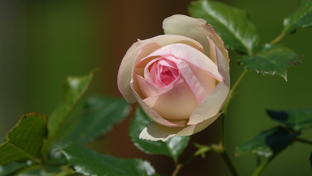 pink  rose bud  garden free photo