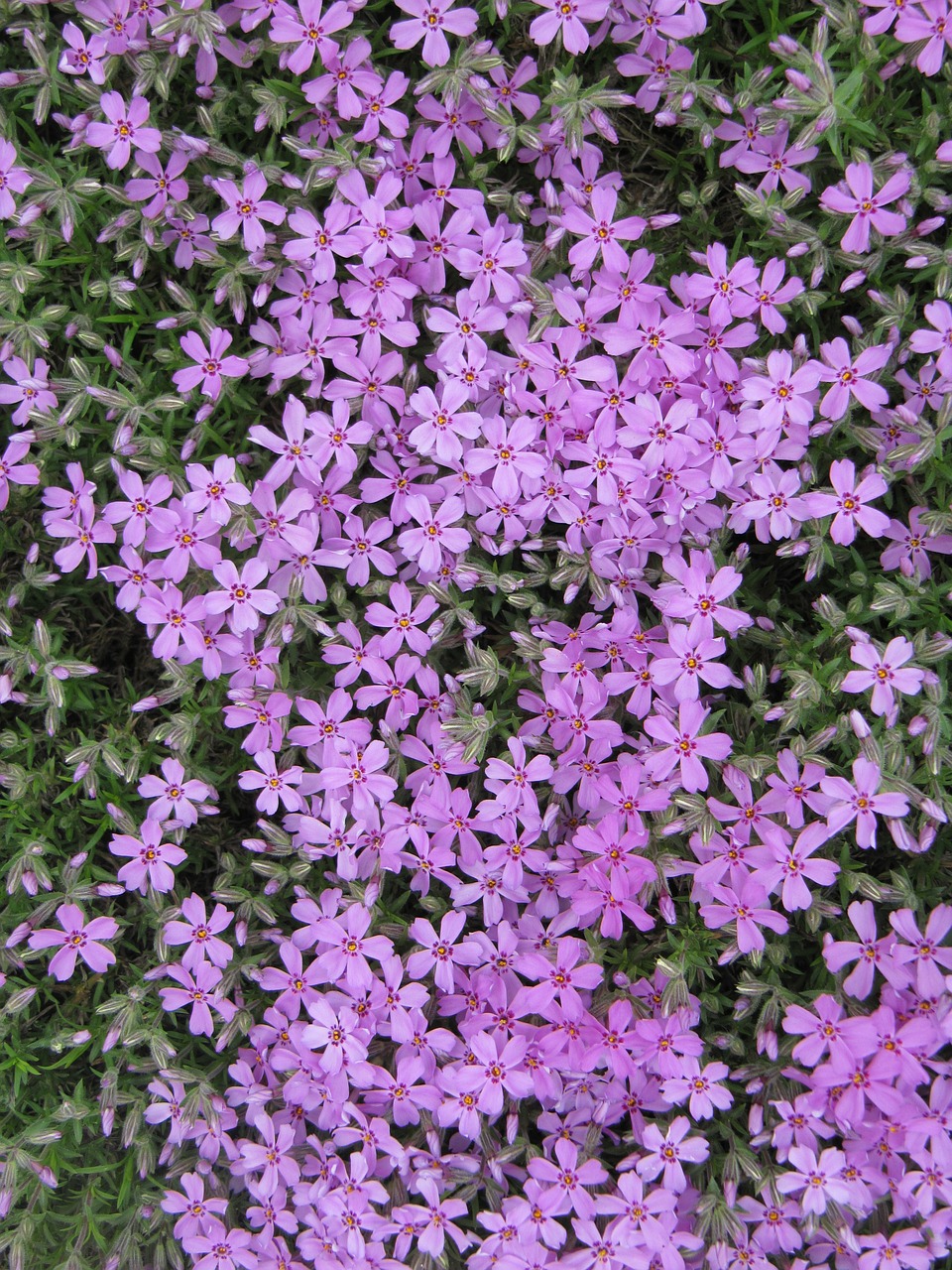 pink flowers spring free photo