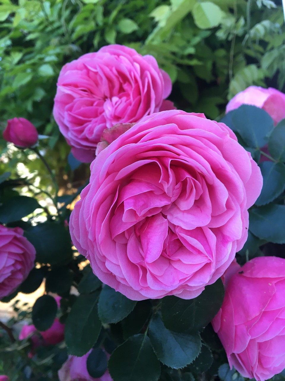 pink  roses  leaves free photo