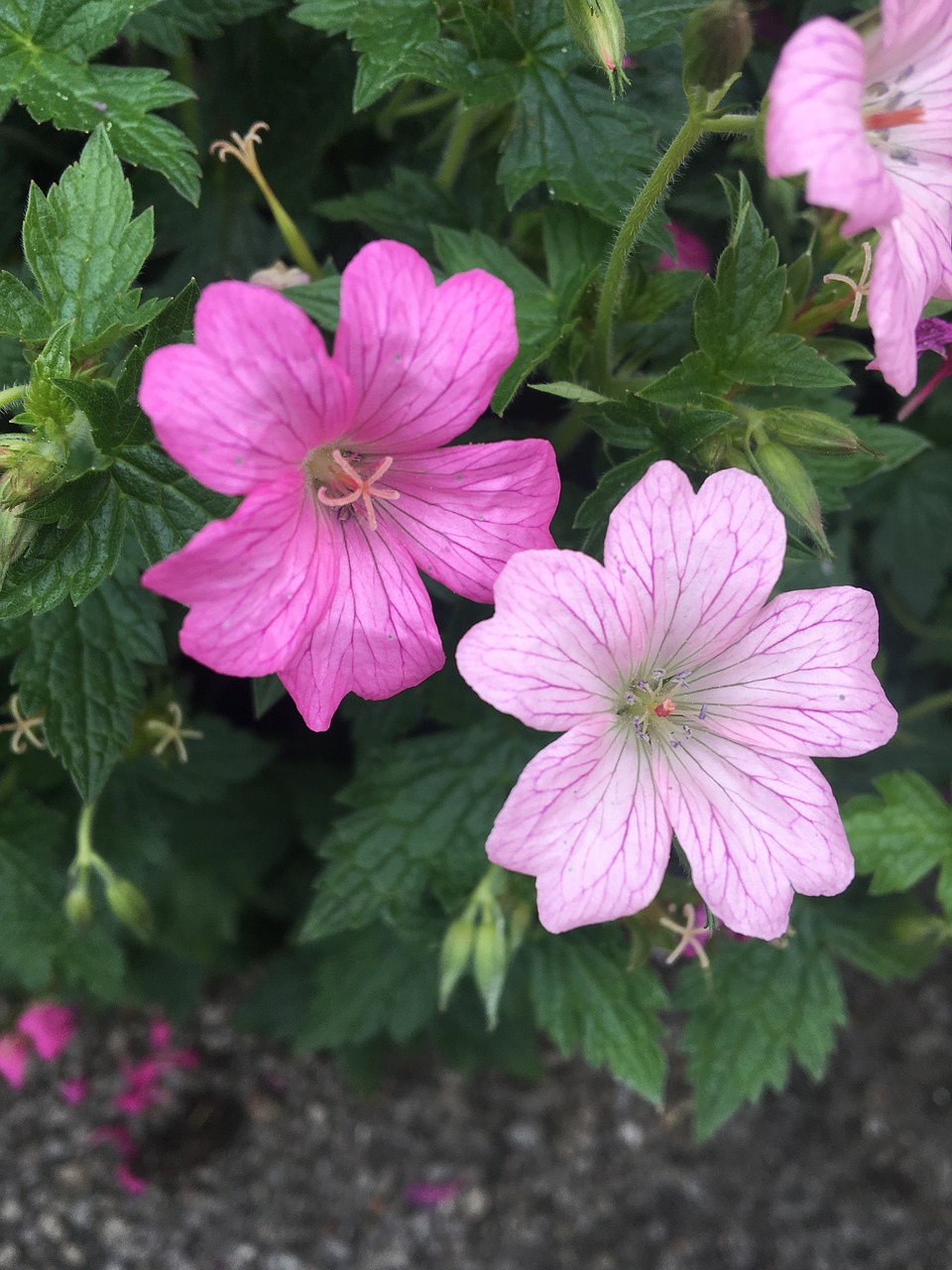 pink  petals  pretty free photo