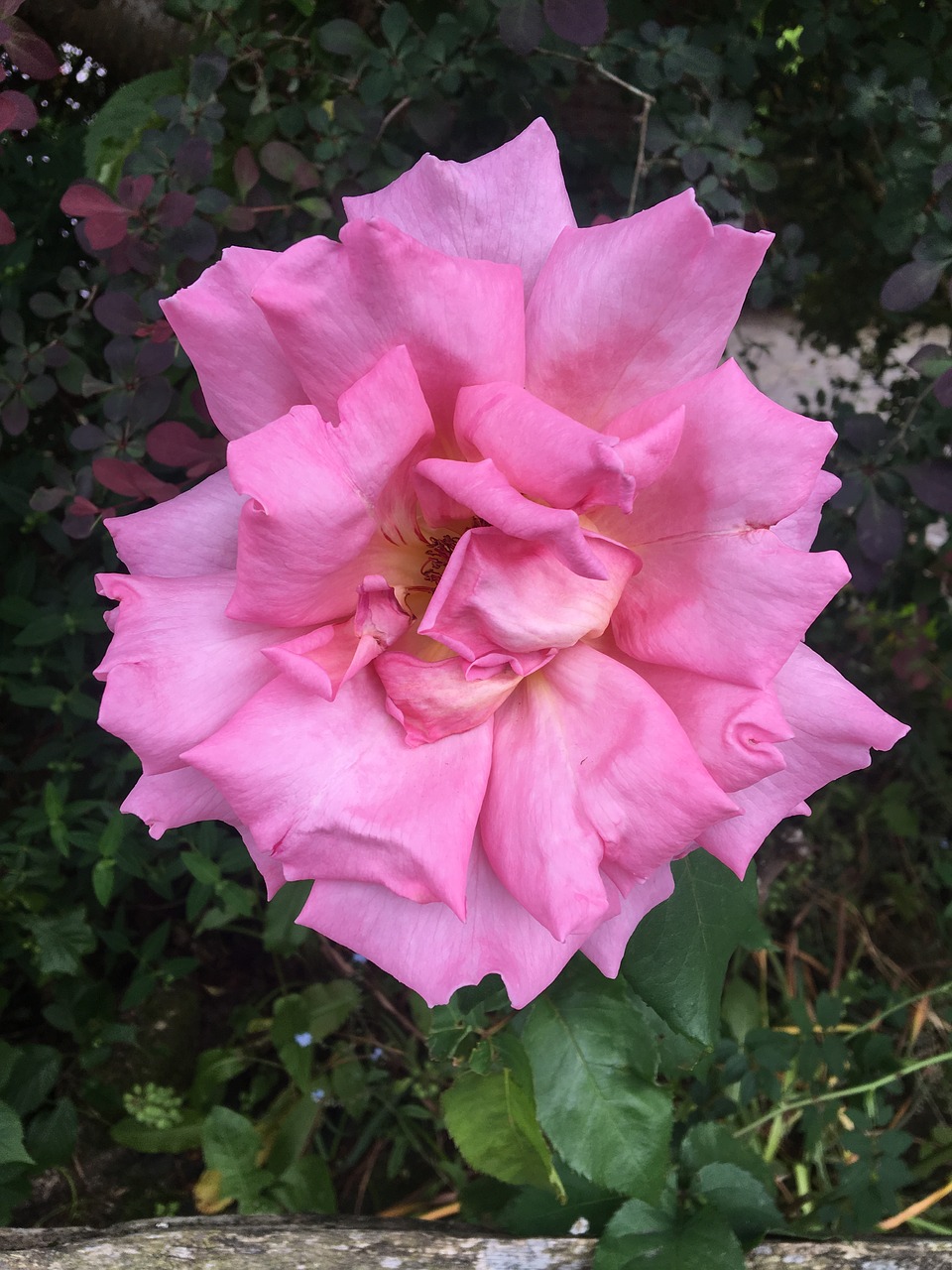 pink  rose  blossom free photo