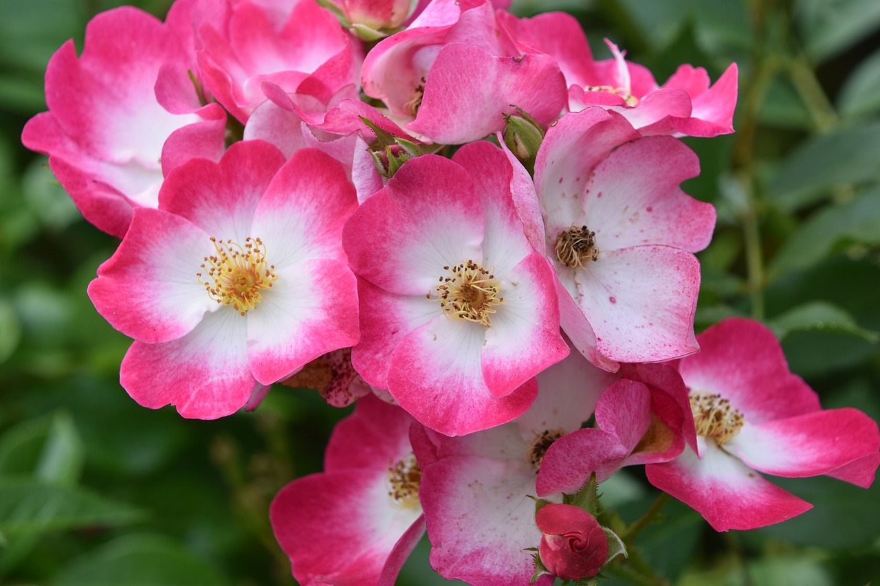 pink  rosebush  rosary free photo