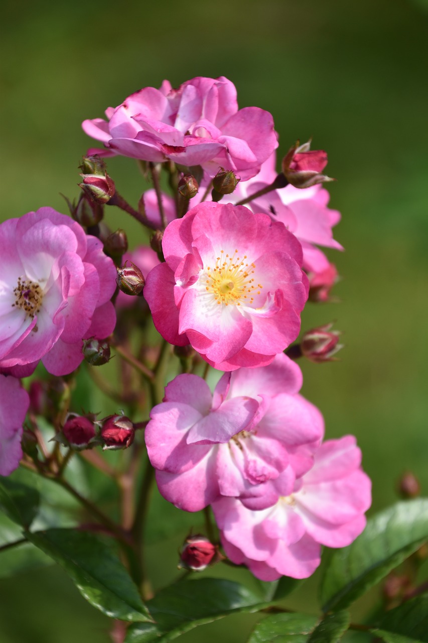pink  flower  rosebush free photo