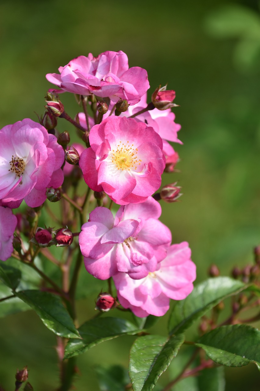 pink  rosebush  flower free photo