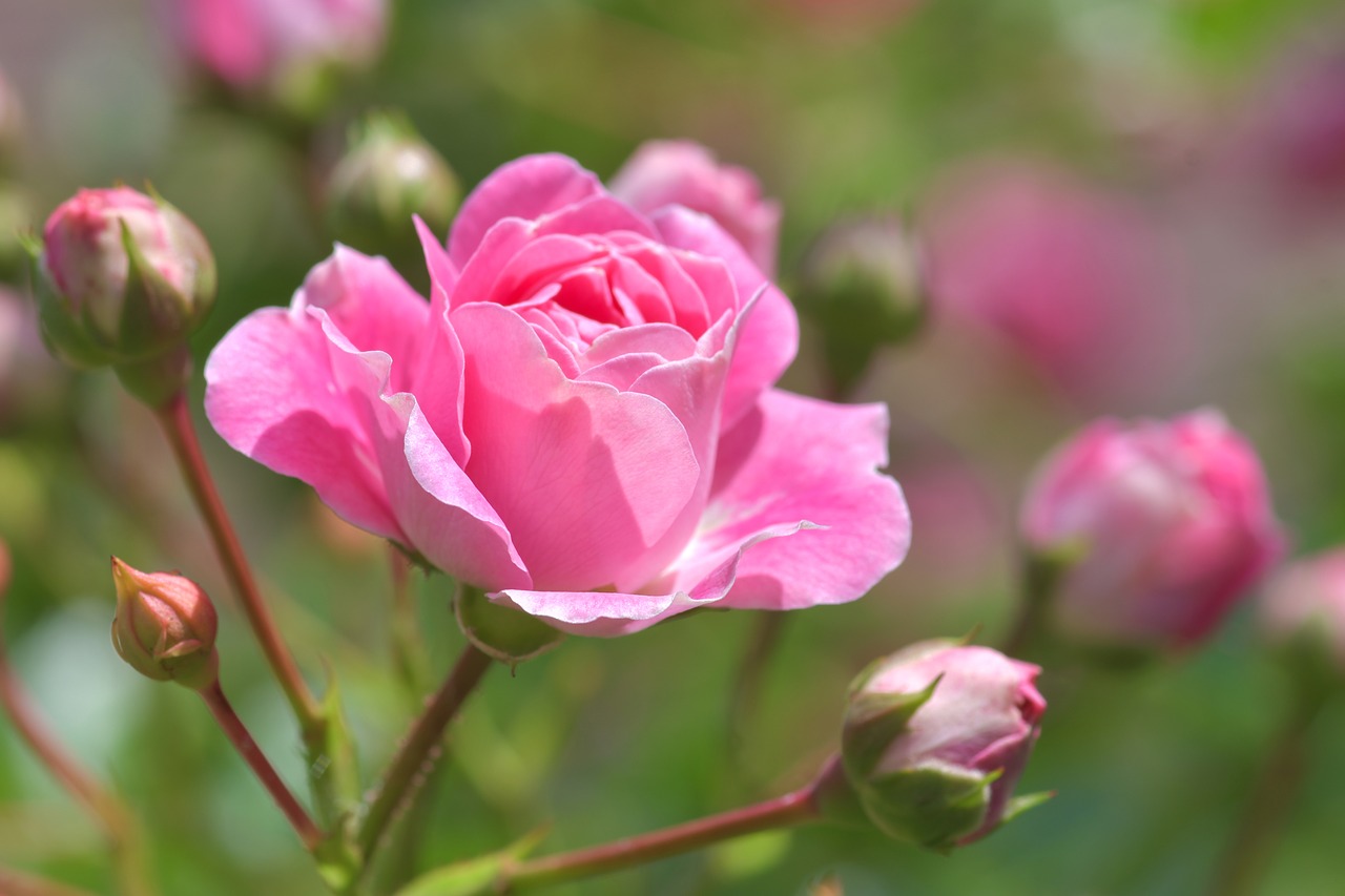 pink  flower  pink rose free photo