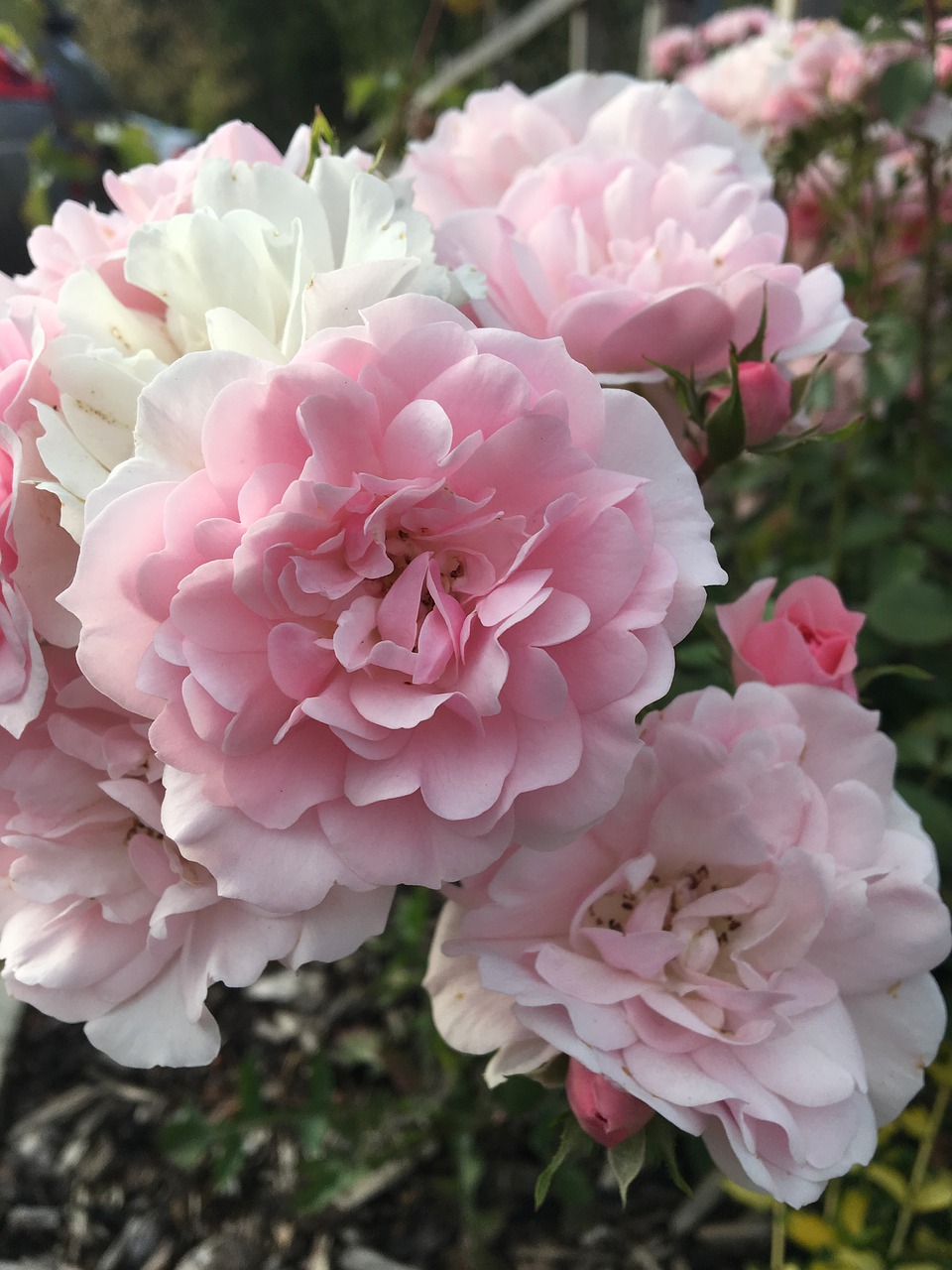 pink  white  roses free photo