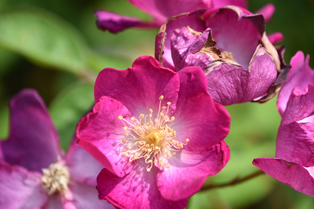 pink  nature  flower free photo