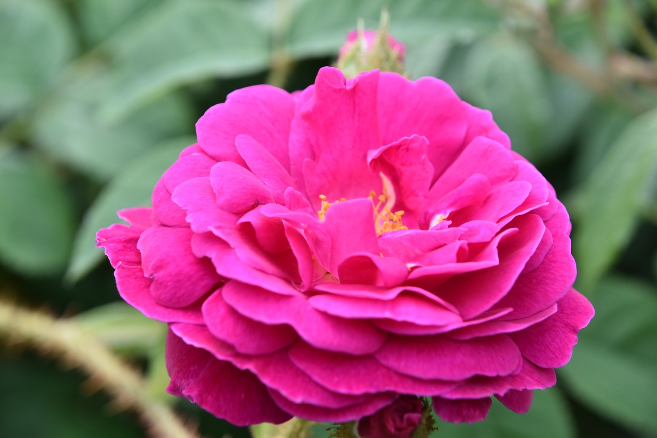 pink  rosary  flower free photo