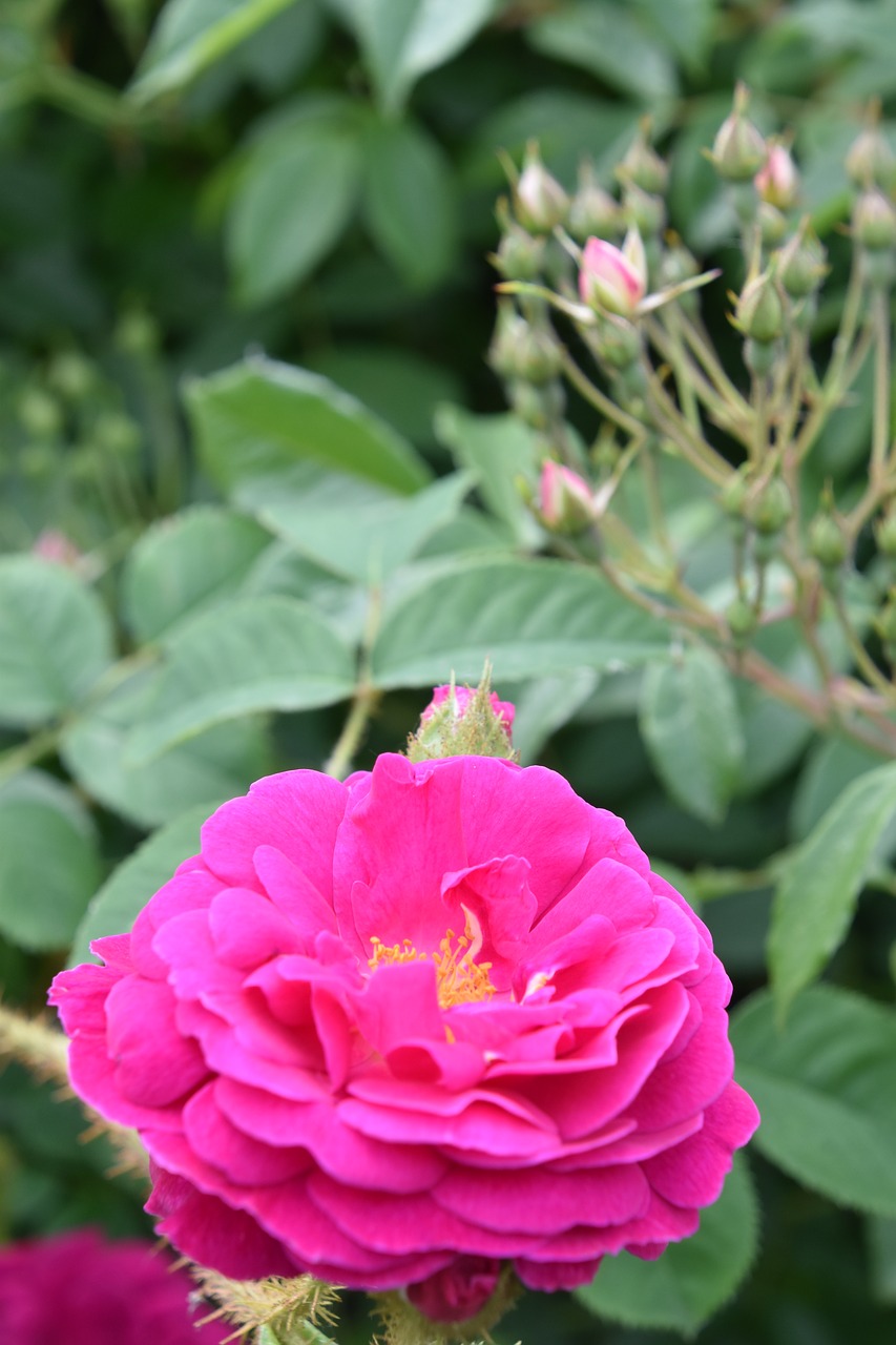 pink  rosary  flower free photo