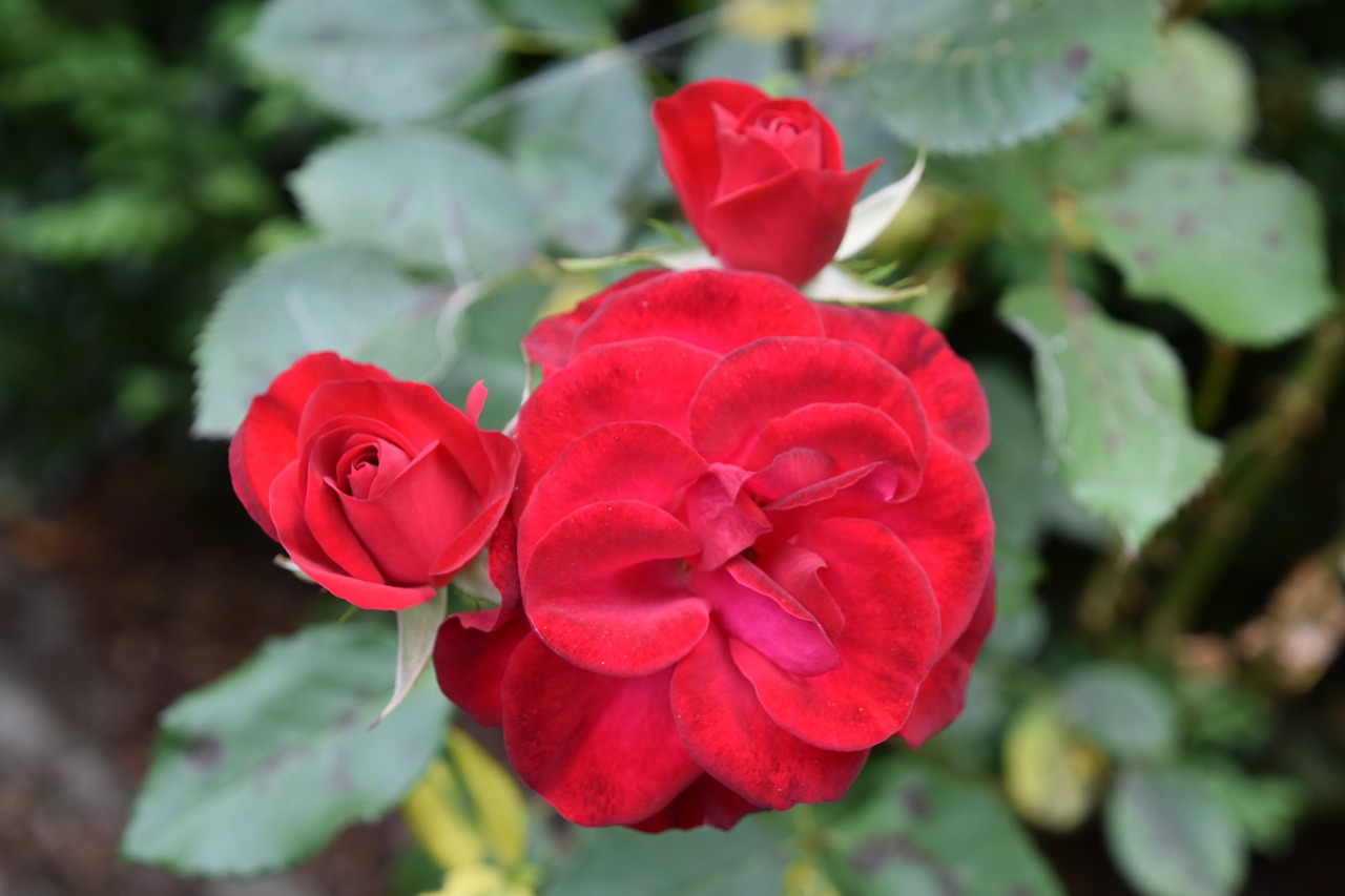 pink  rosebush  red free photo