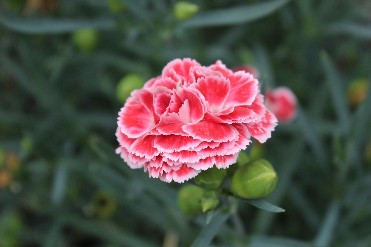 pink  white  plant free photo