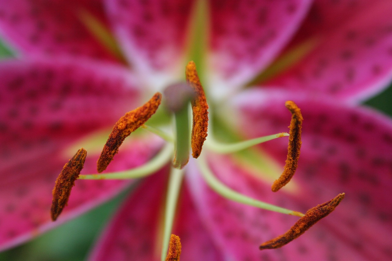 pink  flower  blossom free photo