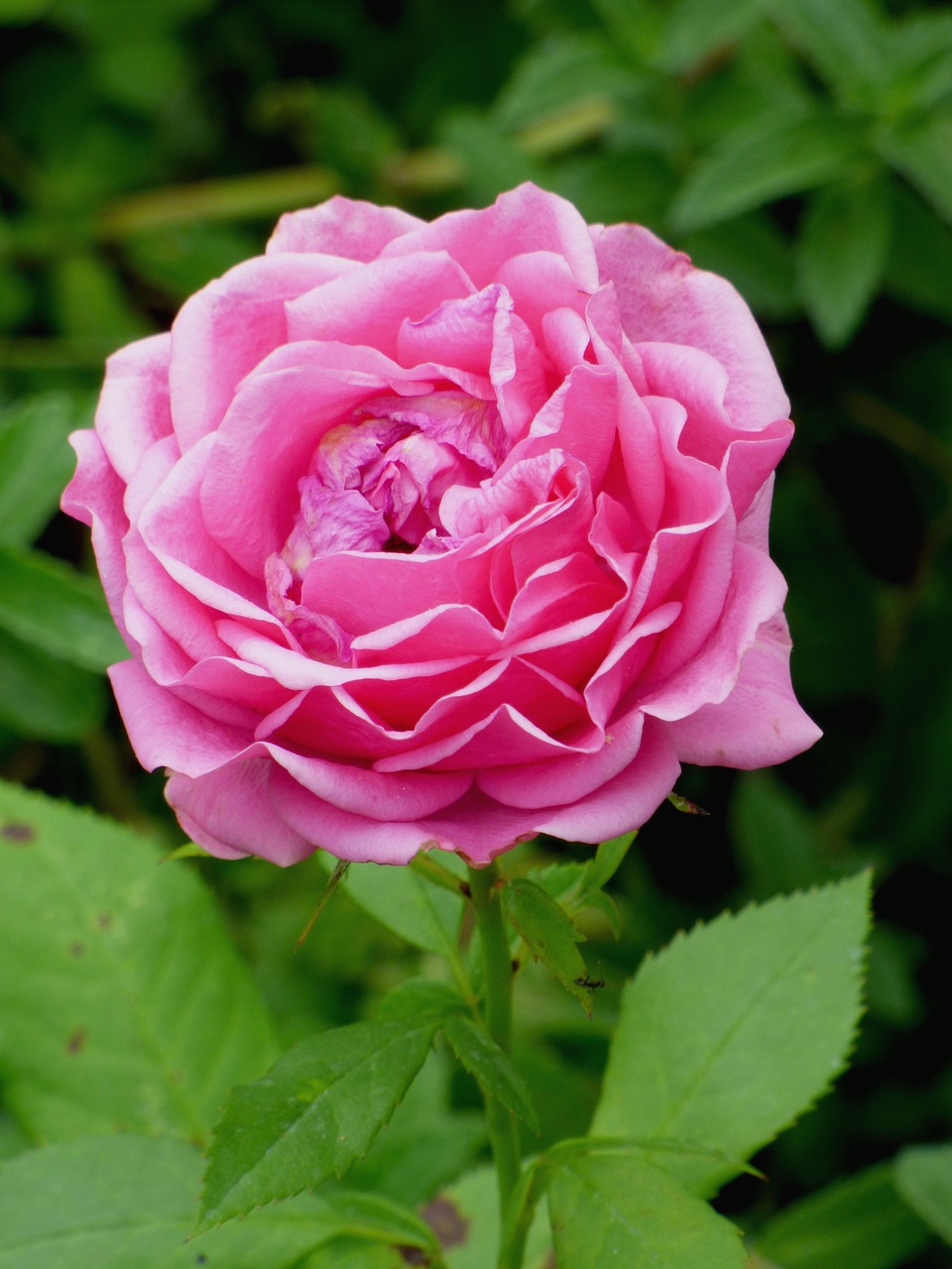 pink  flower  natural free photo