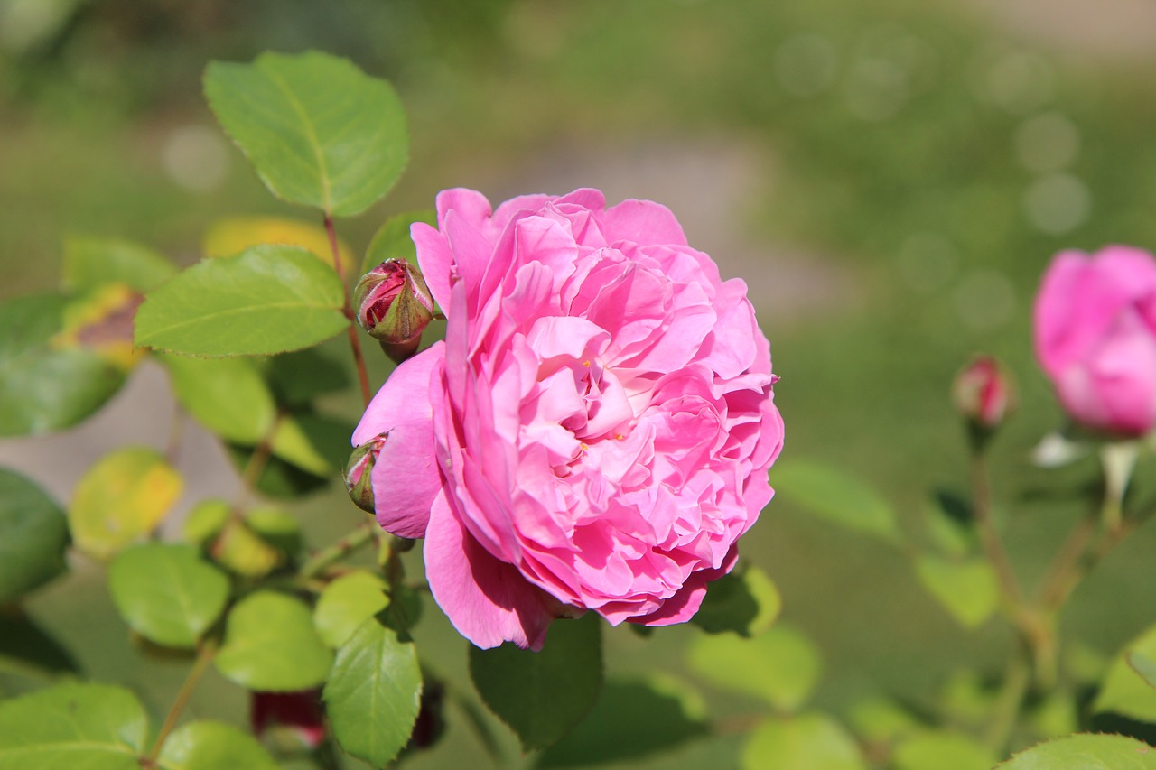 pink  pink rose  rosier english free photo