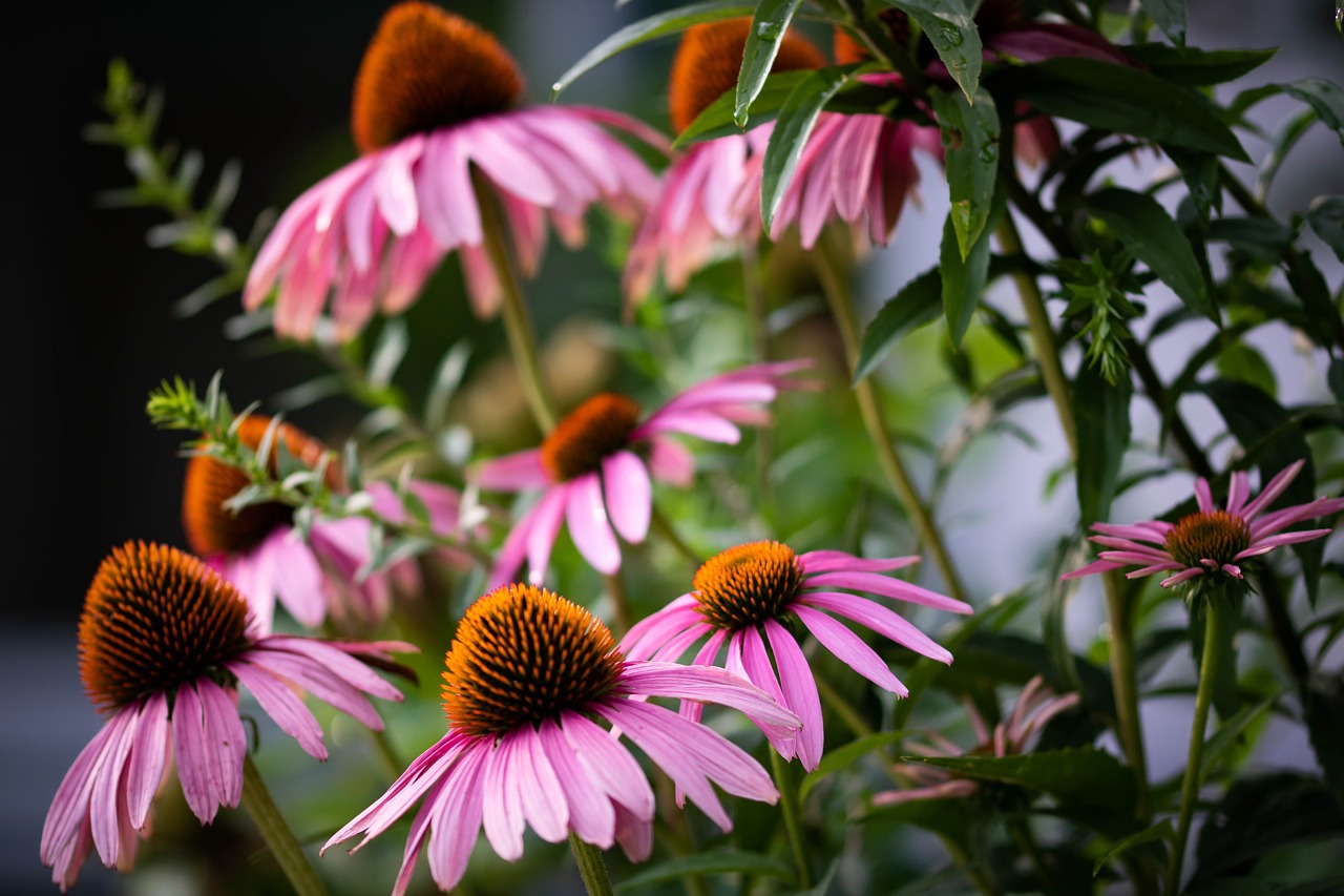 pink  flower  orange free photo