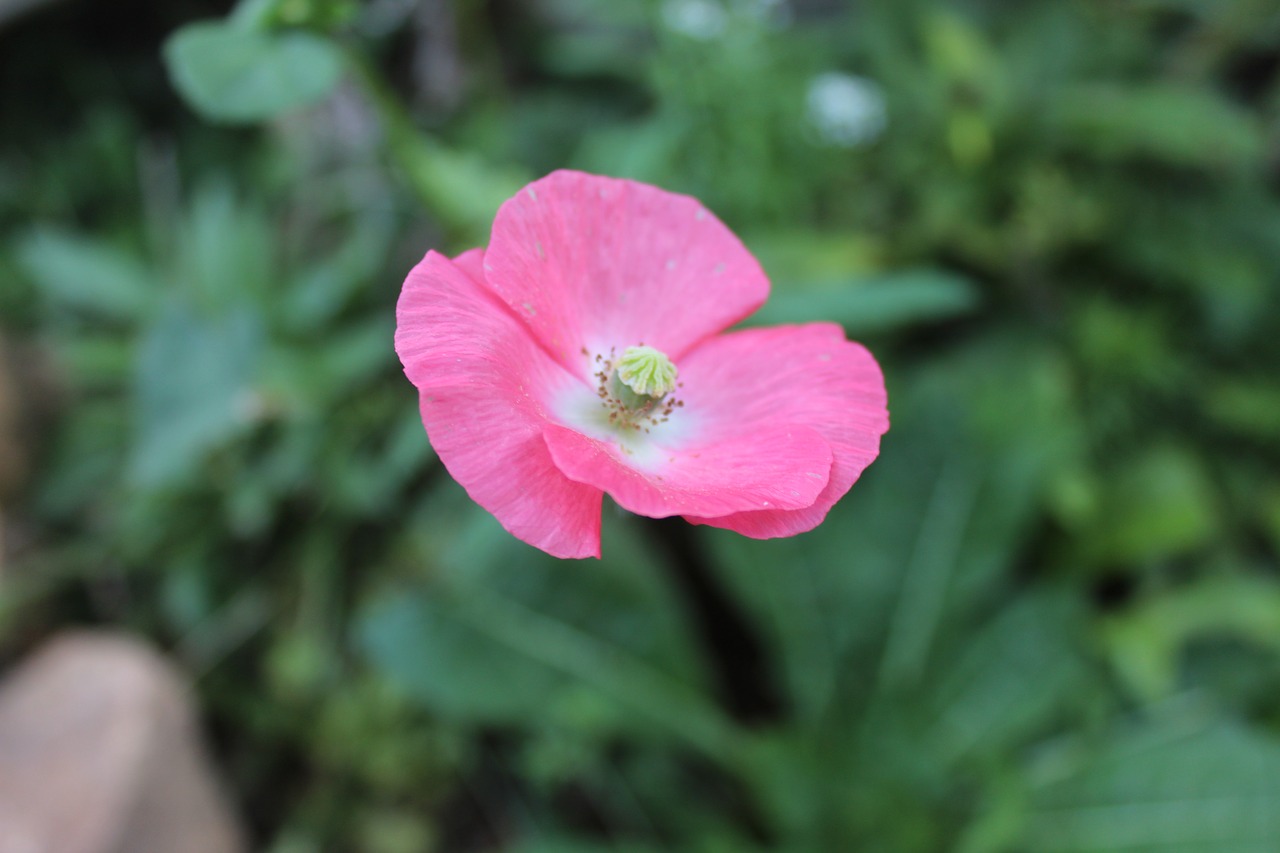 pink  poppy  flower free photo