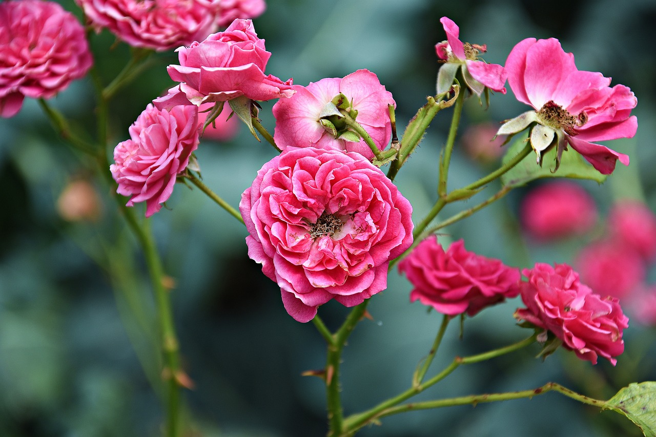 pink  light red  flower free photo