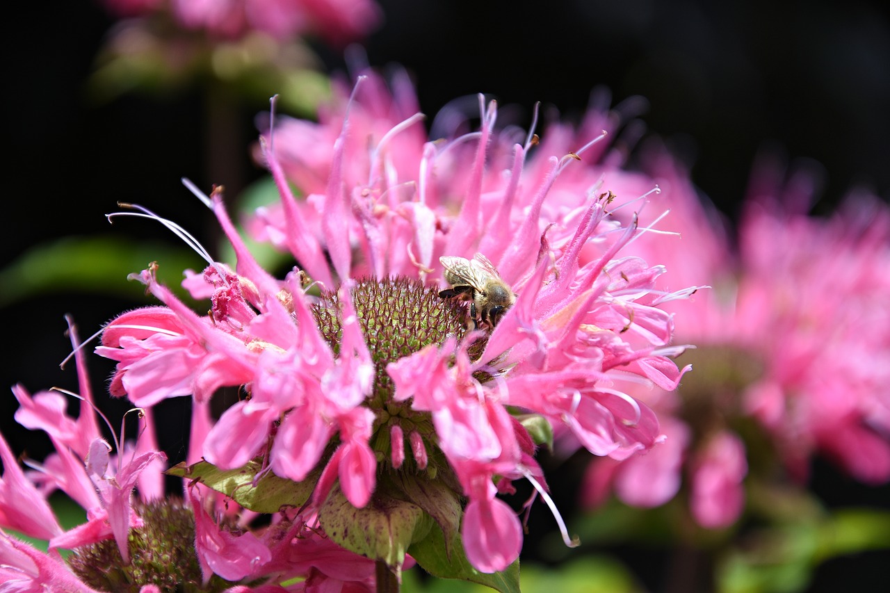 pink  flower  garden free photo