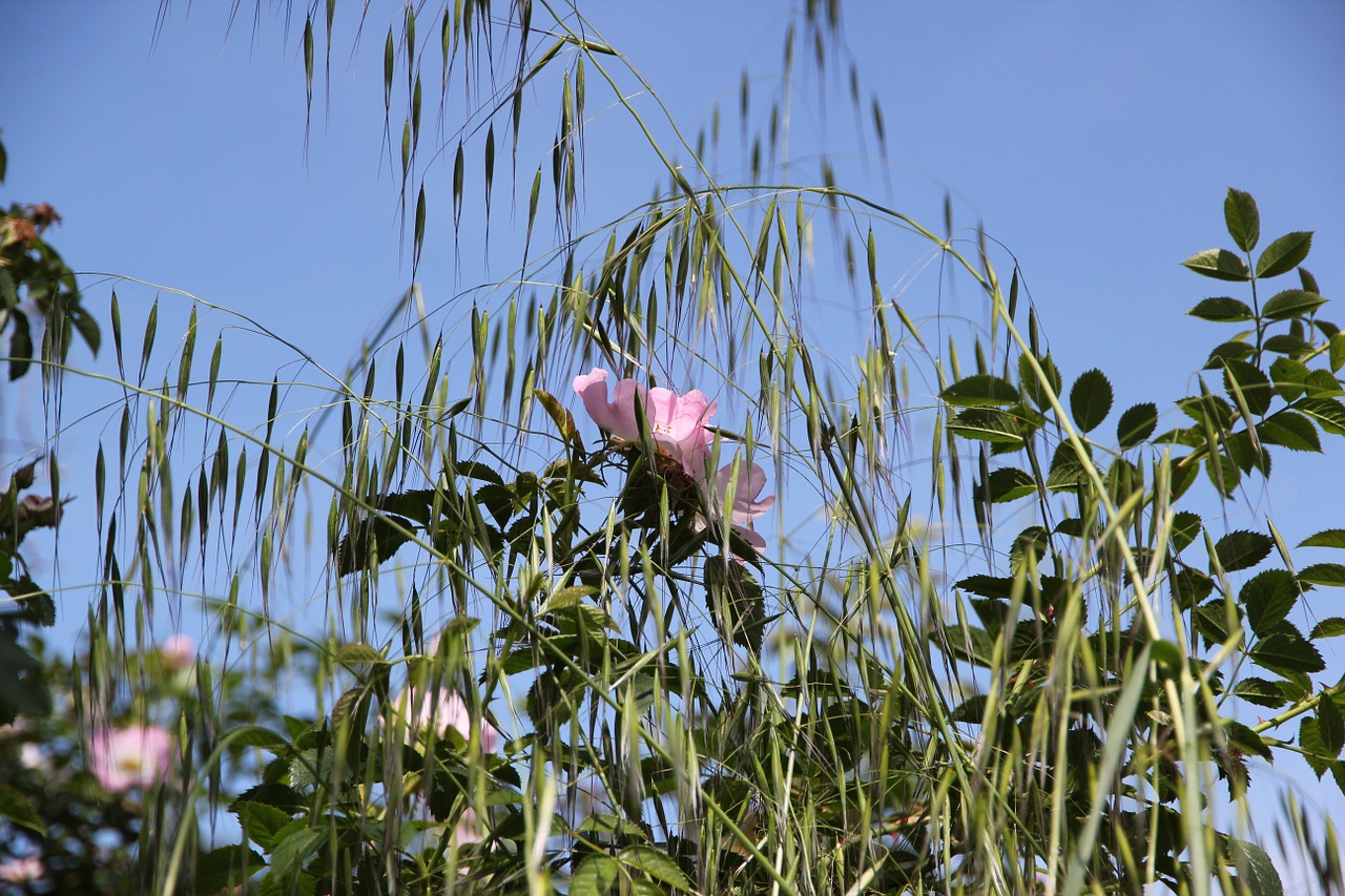 pink rose plants free photo