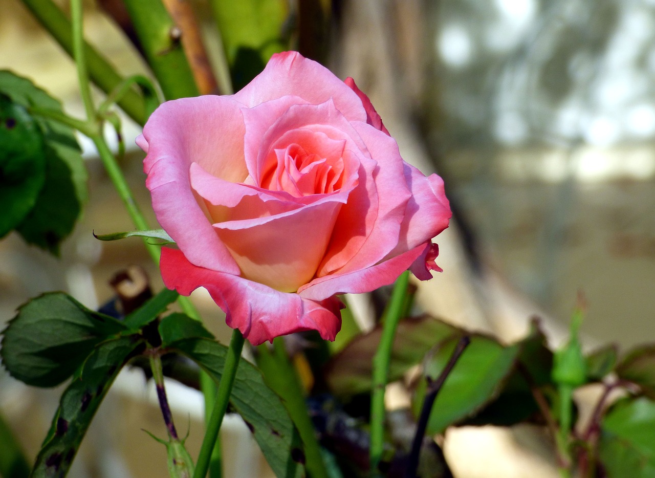 pink  flower  natural free photo