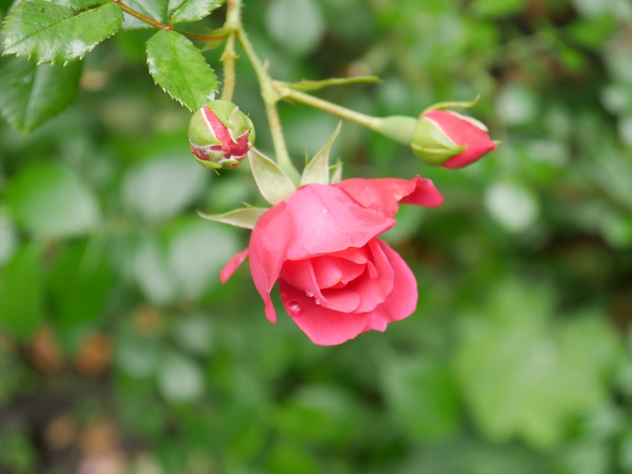 pink  rose  flower free photo